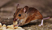 24 Hour & Emergency Exterminators in Castalia, NC